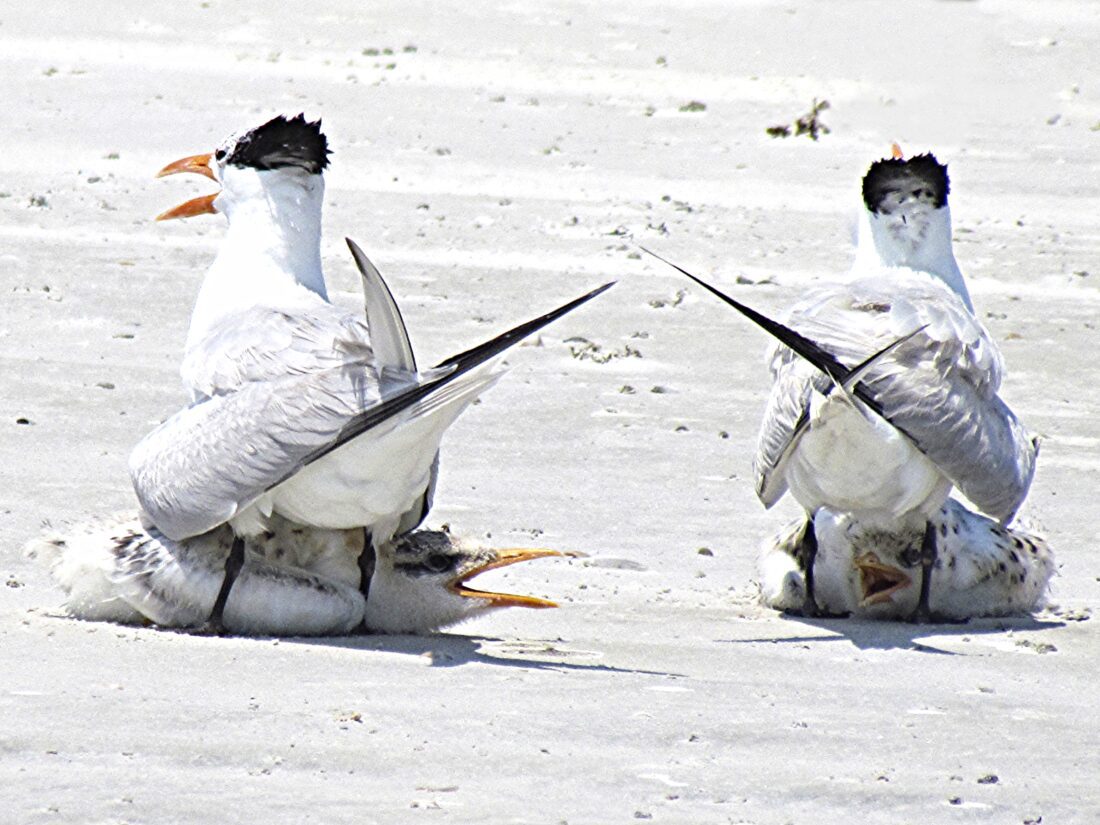 FWC: Nesting season arrives for sea turtles and waterbirds | News, Sports, Jobs - SANIBEL FWC: Nesting season arrives for sea turtles and waterbirds | News, Sports, Jobs - SANIBEL